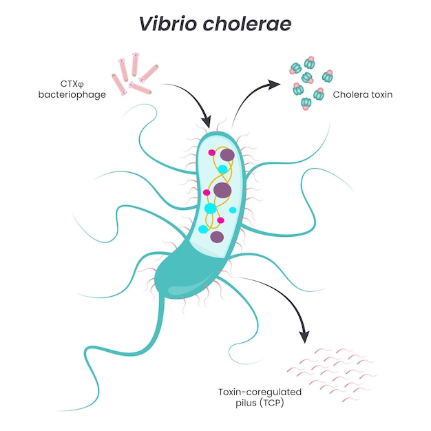 Vetor diagrama de vetor de vibrio cholerae