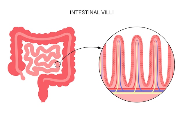 Vetor diagrama de vilosidades intestinais. superfície das paredes intestinais. seção transversal do intestino delgado