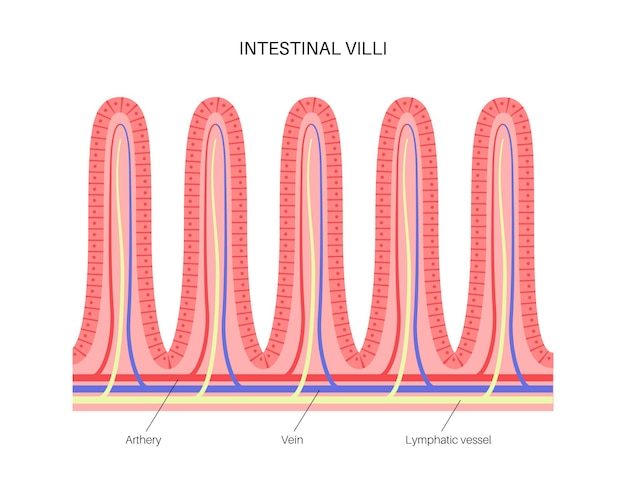 Diagrama de vilosidades intestinais. superfície das paredes intestinais. seção transversal do intestino delgado