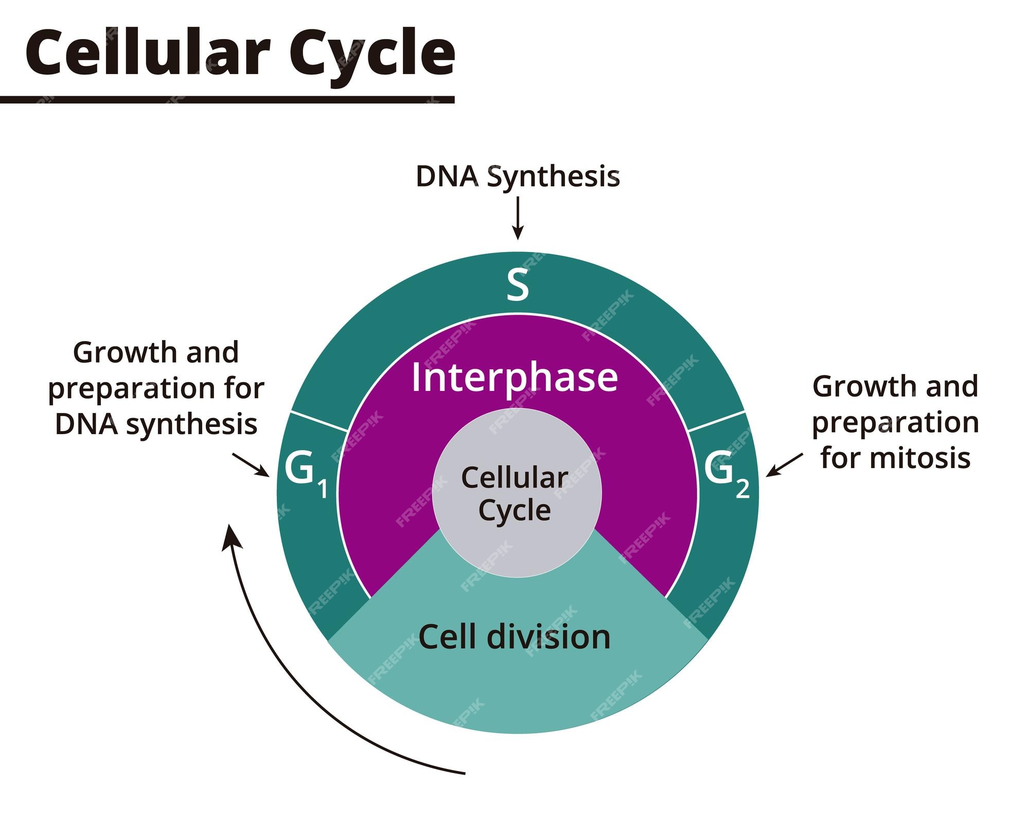 Diagrama do ciclo celular. fases do ciclo celular. ciclo de vida de uma  célula. síntese de dna e divisão celular.