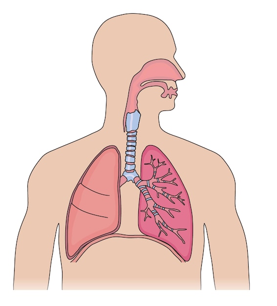 Diagrama do corpo humano mostrando o processo de respiração