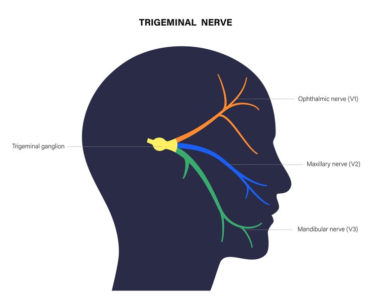 Vetor diagrama do nervo trigêmeo