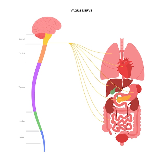 Vetor diagrama do nervo vago