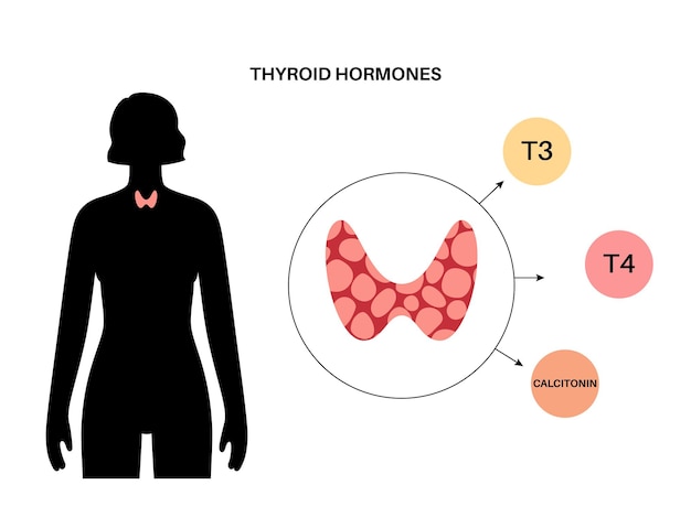 Diagrama do sistema da glândula tireóide. hormônios t3, t4 e ilustração vetorial de produção de calcitonina.