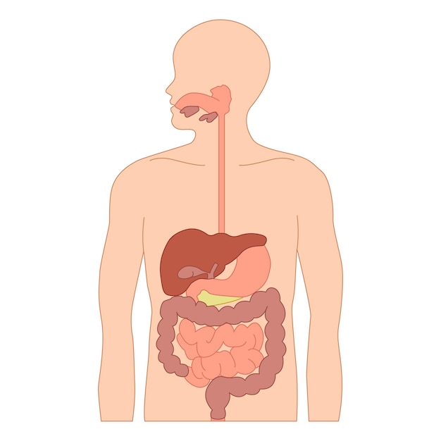 Vetor diagrama do sistema digestivo humano diagrama científico para o sistema digestivo corpo humano órgão humano