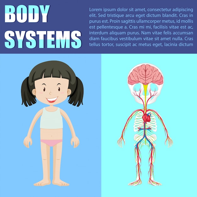 Vetor diagrama do sistema do corpo da menina