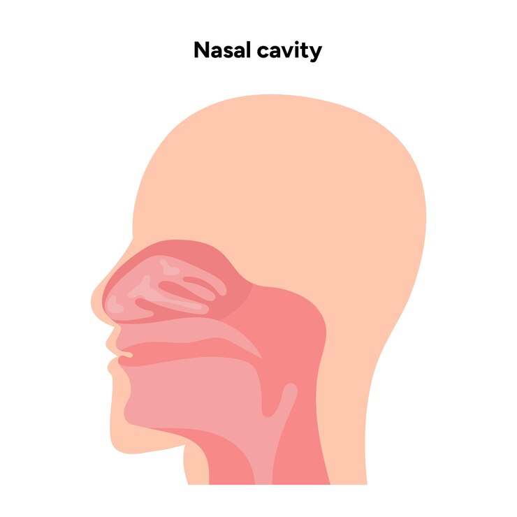 Vetor diagrama médico da cavidade nasal