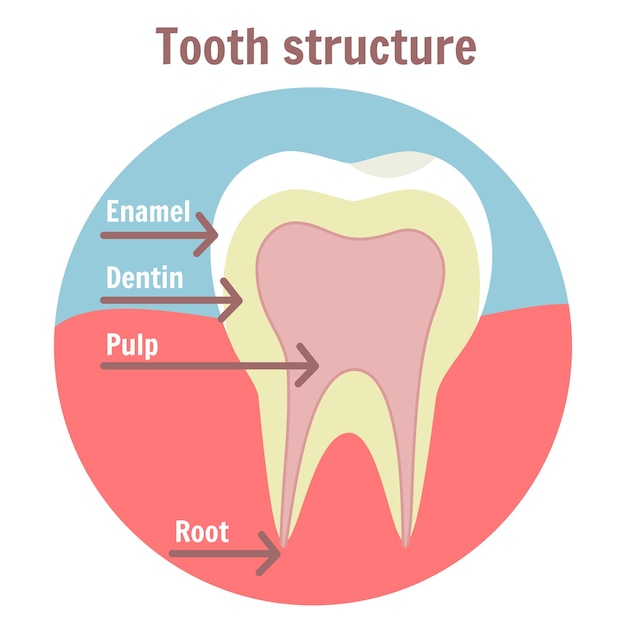 Vetor diagrama médico da estrutura dental do dente da estrutura do dente humano