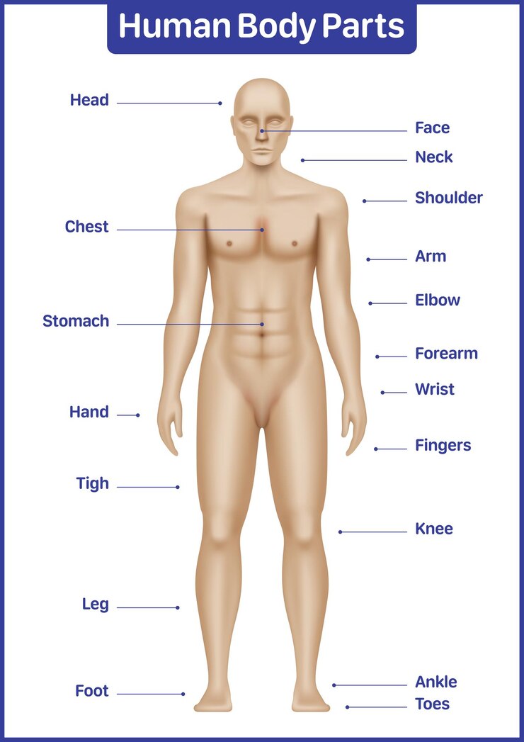 Vetor diagrama médico de partes do corpo humano com pôster vetorial anatômico de modelo masculino
