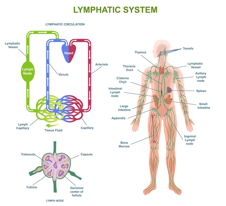 Vetor diagrama médico ou infográfico da anatomia do sistema linfático humano com vasos e nós linfáticos em
