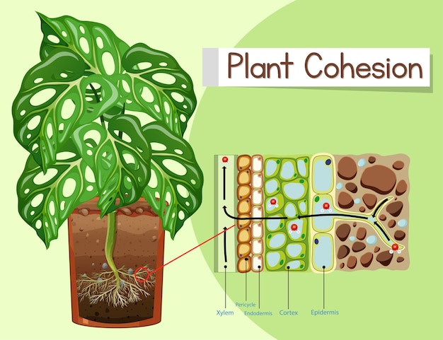 Diagrama mostrando a coesão da planta