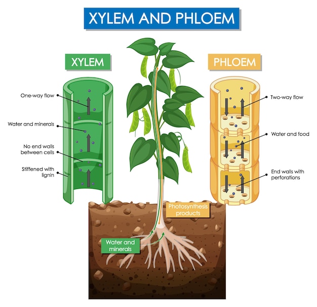 Diagrama mostrando a planta xilema e floema