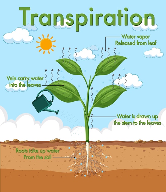 Diagrama mostrando a transpiração da planta