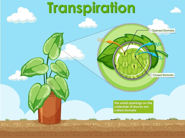 Diagrama mostrando a transpiração na planta