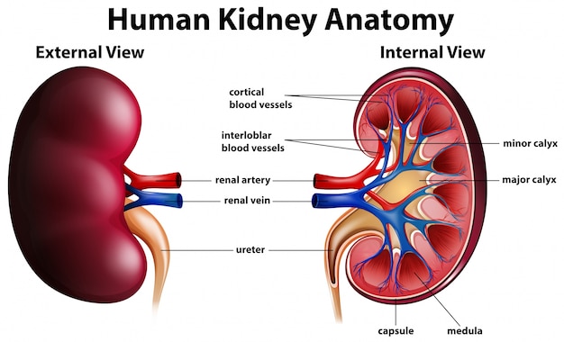 Diagrama mostrando anatomia do rim humano