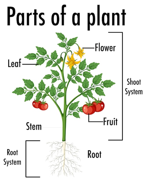 Vetor diagrama mostrando as partes de uma planta