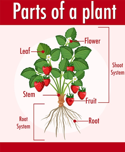 Vetor diagrama mostrando as partes de uma planta