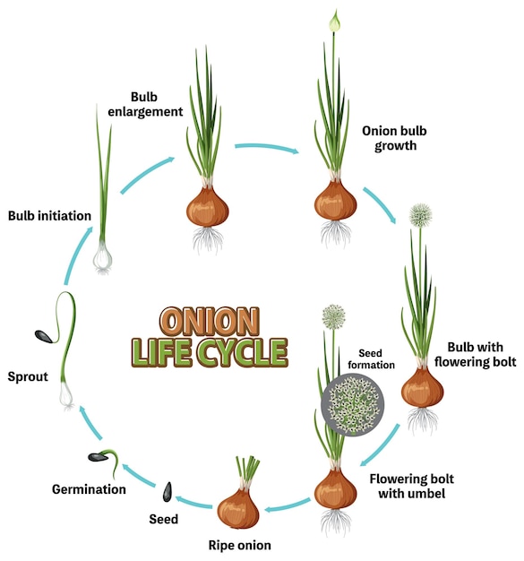 Vetor diagrama mostrando o ciclo de vida da cebola