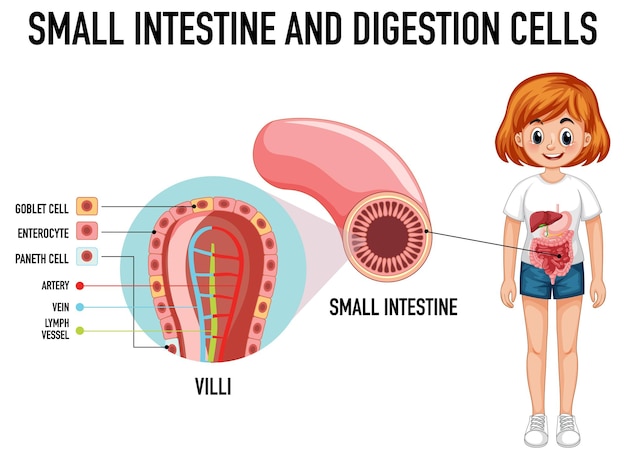 Diagrama mostrando o intestino delgado e a célula de digestão