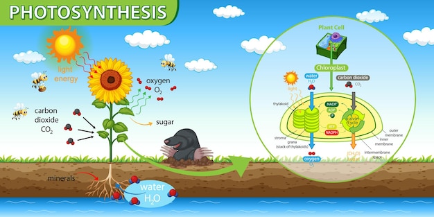 Diagrama mostrando o processo de fotossíntese na planta