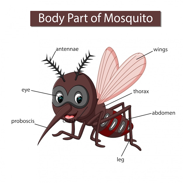 Diagrama mostrando parte do corpo do mosquito