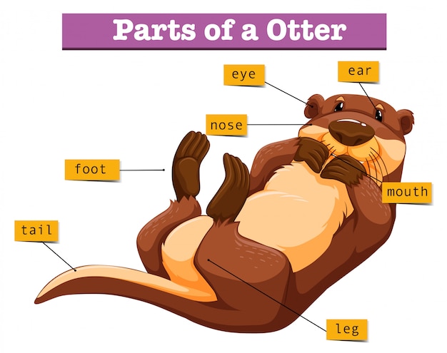 Diagrama mostrando partes da lontra