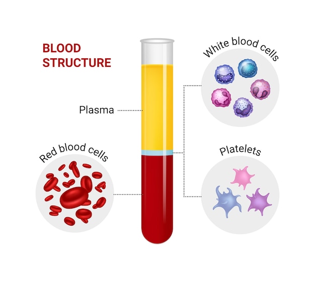 Diagrama vetorial da composição do sangue ilustração educacional