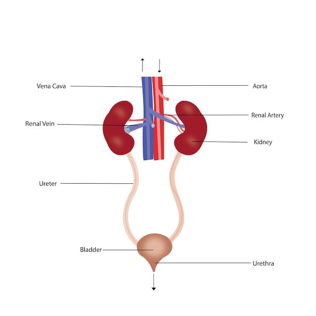 Vetor diagrama vetorial da educação médica gráfico do sistema urinário