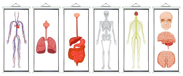 Diagramas de ilustração de sistemas humanos