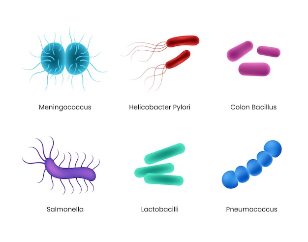 Diferenças entre os tipos de bactérias