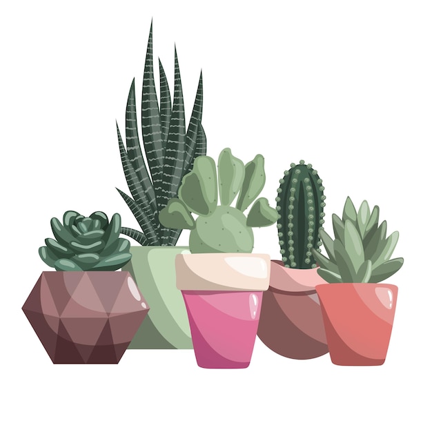 Diferentes cactos em vasos de cerâmica Suculento pera espinhosa opuntia haworthia ou zebra cactus sansevieria