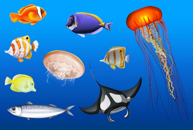 Vetor diferentes tipos de animais marinhos