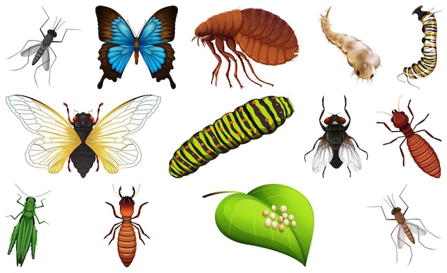 Vetor diferentes tipos de coleção de insetos