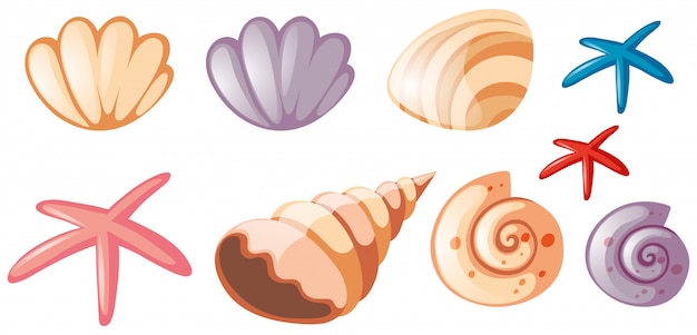 Diferentes tipos de conchas