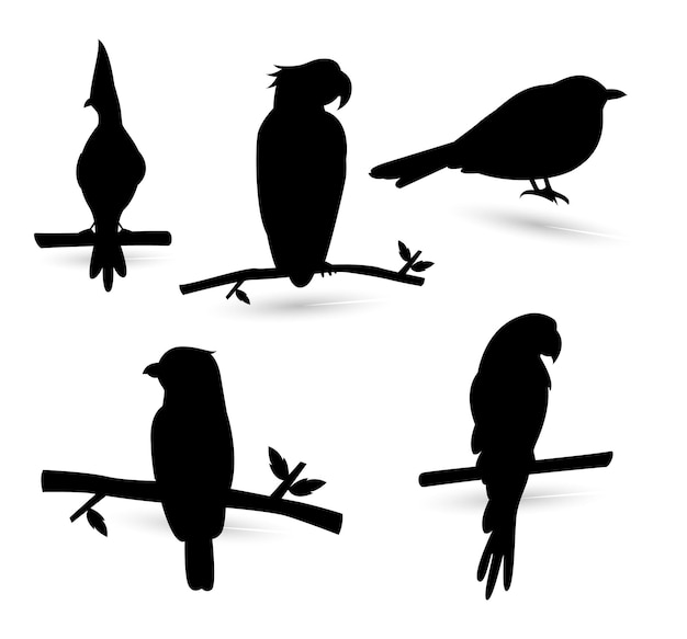 Vetor diferentes tipos de pássaros isolaram o fundo branco