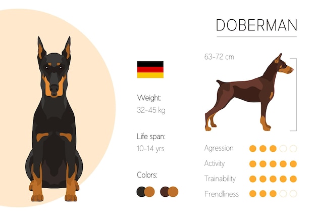 Cachorro Doberman: descubra aqui tudo sobre a raça