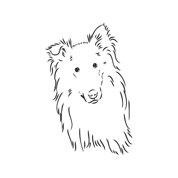 Dog rough collie isolado no fundo branco ilustração vetorial collie