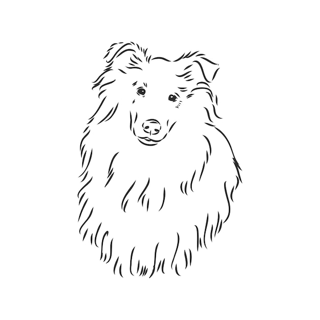 Dog rough collie isolado no fundo branco ilustração vetorial collie
