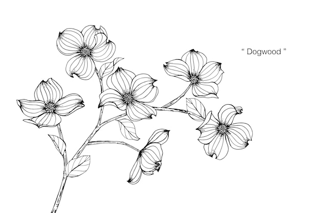 Dogwood flower drawing illustration