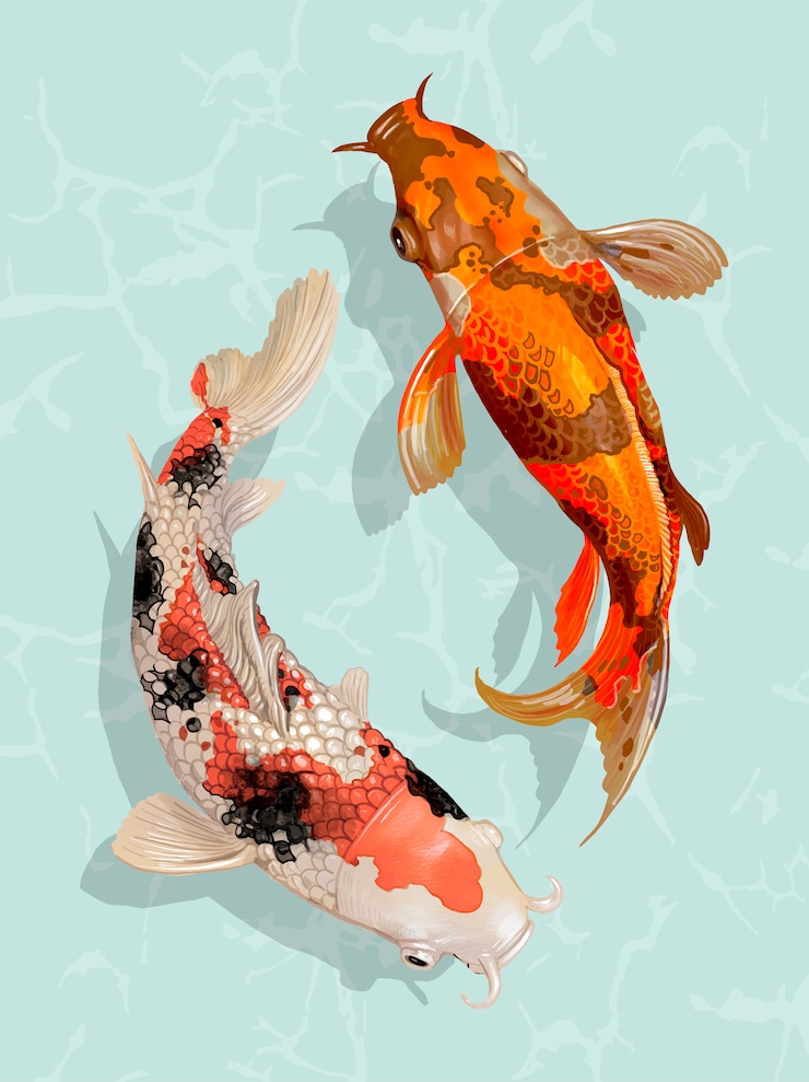 Vetor dois, koi japonês, peixe, natação