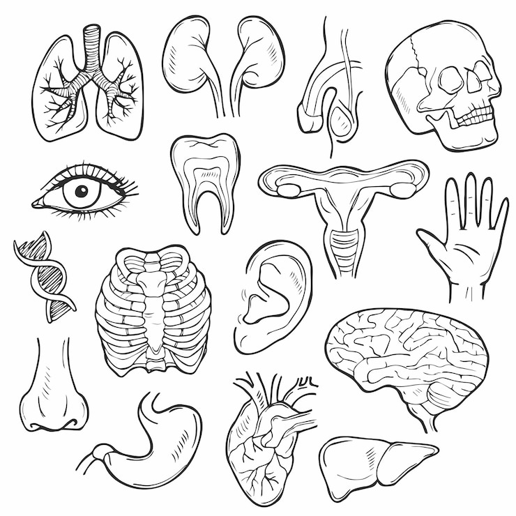 Vetor doodle conjunto de ícones de vetor de corpo humano