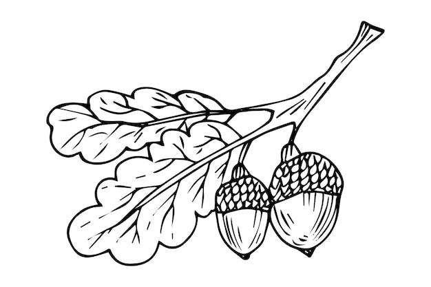 Doodle é um ícone dos frutos e folhas de um carvalho. imagem de contorno de uma bolota.