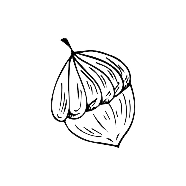 Doodle é um ícone dos frutos e folhas de um carvalho. Imagem de contorno de uma bolota.