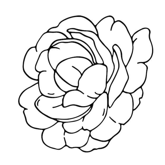 Doodle flor de camélia