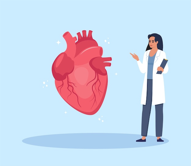 Doutor dá uma palestra de treinamento sobre anatomia Doutor apresentando infográficos do coração humano