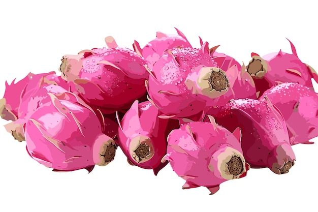 Dragon fruit isolado em vetor e ilustração de fundo branco