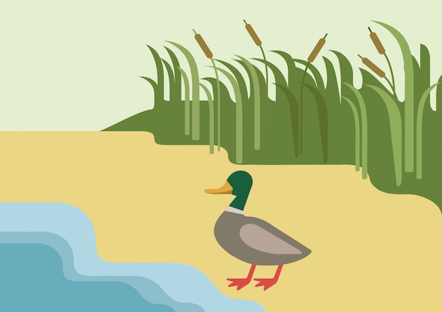 Drake pato no rio banco habitat fundo design plano fazenda animais selvagens pássaros.
