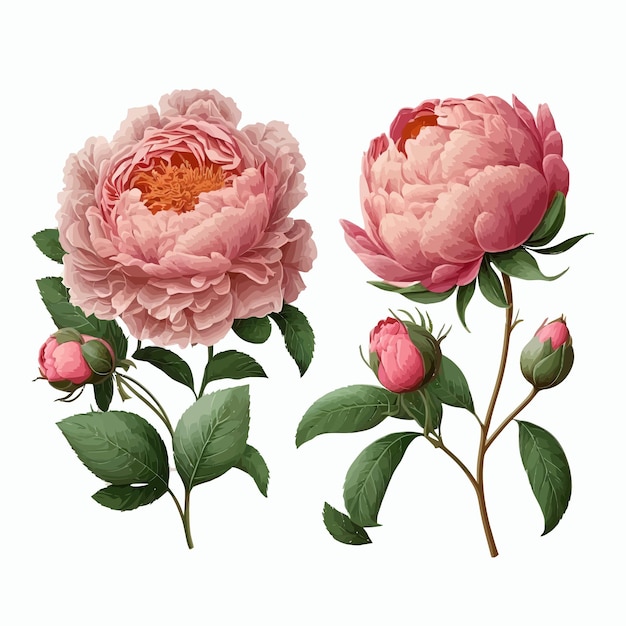 Duas elegantes rosas de peônia rosa Isoladas no fundo Ilustração vetorial plana dos desenhos animados