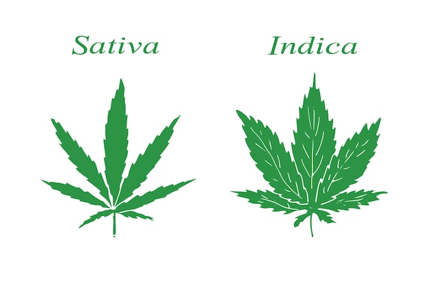 Vetor duas folhas de maconha com as palavras satura e indispensável.