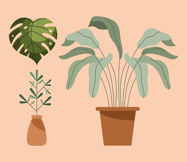 Duas plantas de casa e folhas